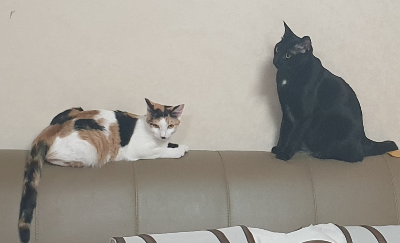 고양이 털 관리 방법, 빗질 주기와 올바른 관리 순서