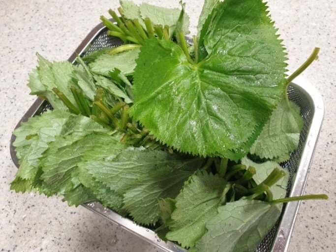 산나물 곰취 효능 9가지와 부작용 및 먹는 법