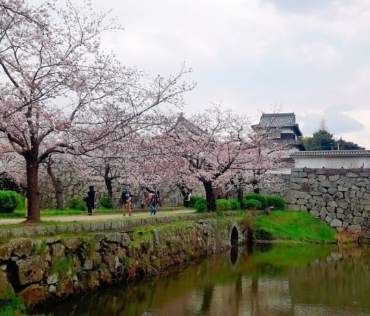 후쿠오카 벚꽃 명소