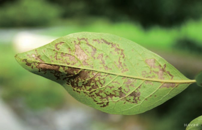 두점알벼룩잎벌레 피해흔적 뒷면