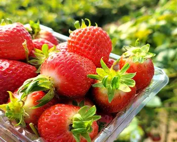 논산딸기축제_2