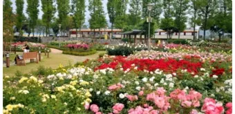 오늘이 아니라면 최적의 개화 시기는 언제인지 곡성세계장미축제에서 확인하세요_16