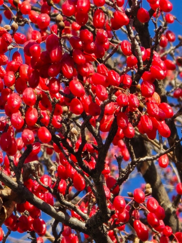 튼실한 산수유 열매