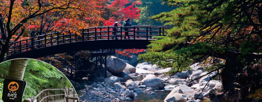 홍류동계곡