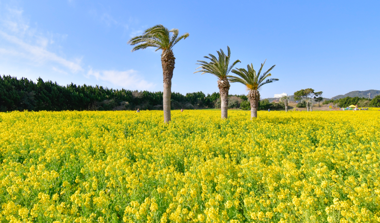 아쓰미반도의 노란 유채꽃이 한가득