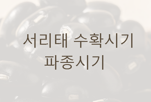 서리태 파종시기 수확시기 한눈에 정리