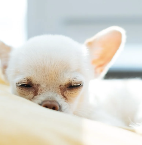 golden slumber