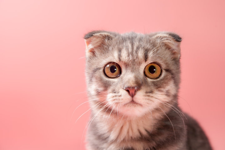 고양이 꿈 해몽 [새끼 고양이&amp;#44; 검은 고양이&amp;#44; 고양이 보는 꿈 등 ] 