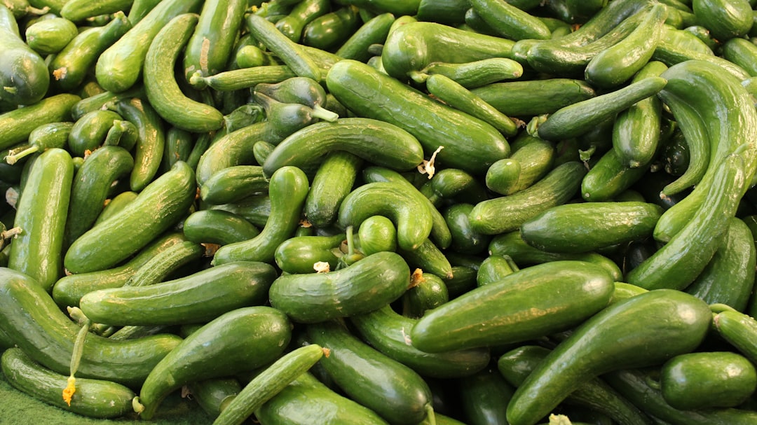 Cucumber