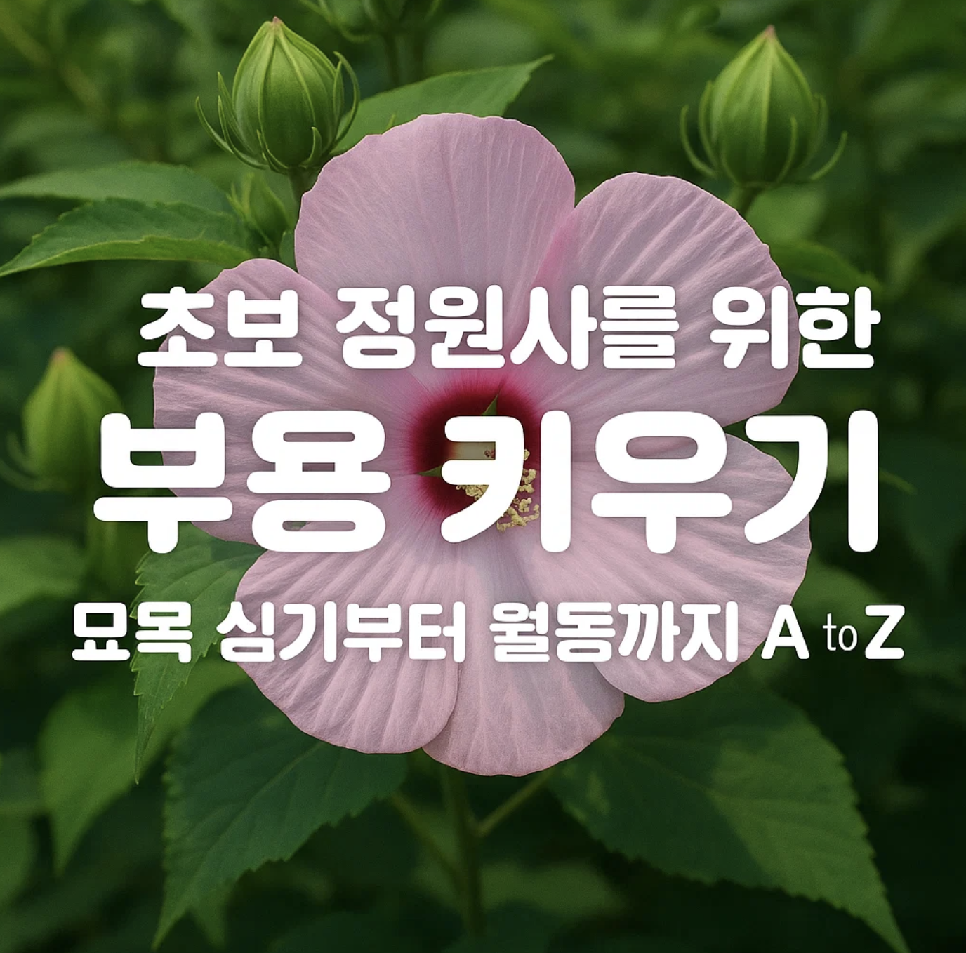초보 정원사를 위한 부용 키우기, 묘목 심기부터 월동까지 A to Z