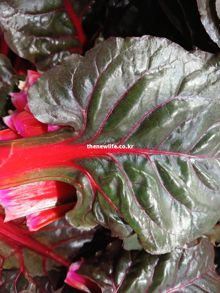 살짝 데치거나 쌈으로 먹기 딱 좋은 최상급 적근대의 붉은 잎맥 확대 사진