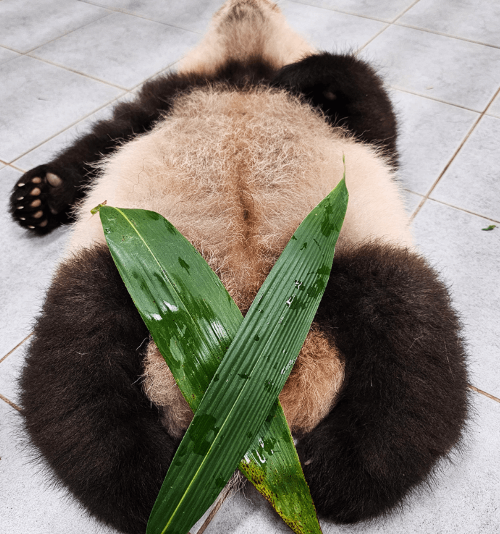 푸바오 할부지