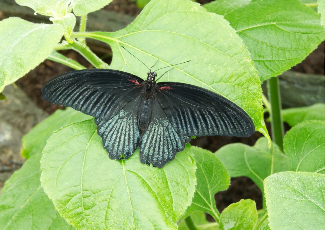 Wing Body