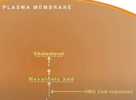 스타틴의 치료 원리