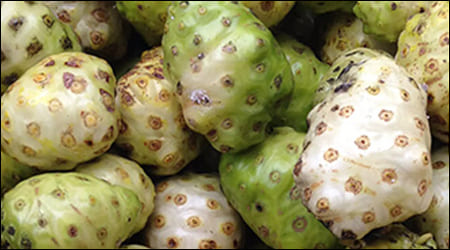 익어서 껍질이 얇아지고 하얗게 변한 노니