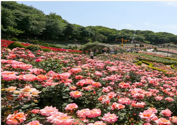 부천 장미축제 날짜 주차장