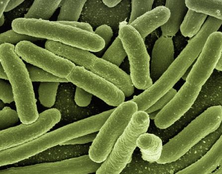 일상생활 배상책임보험