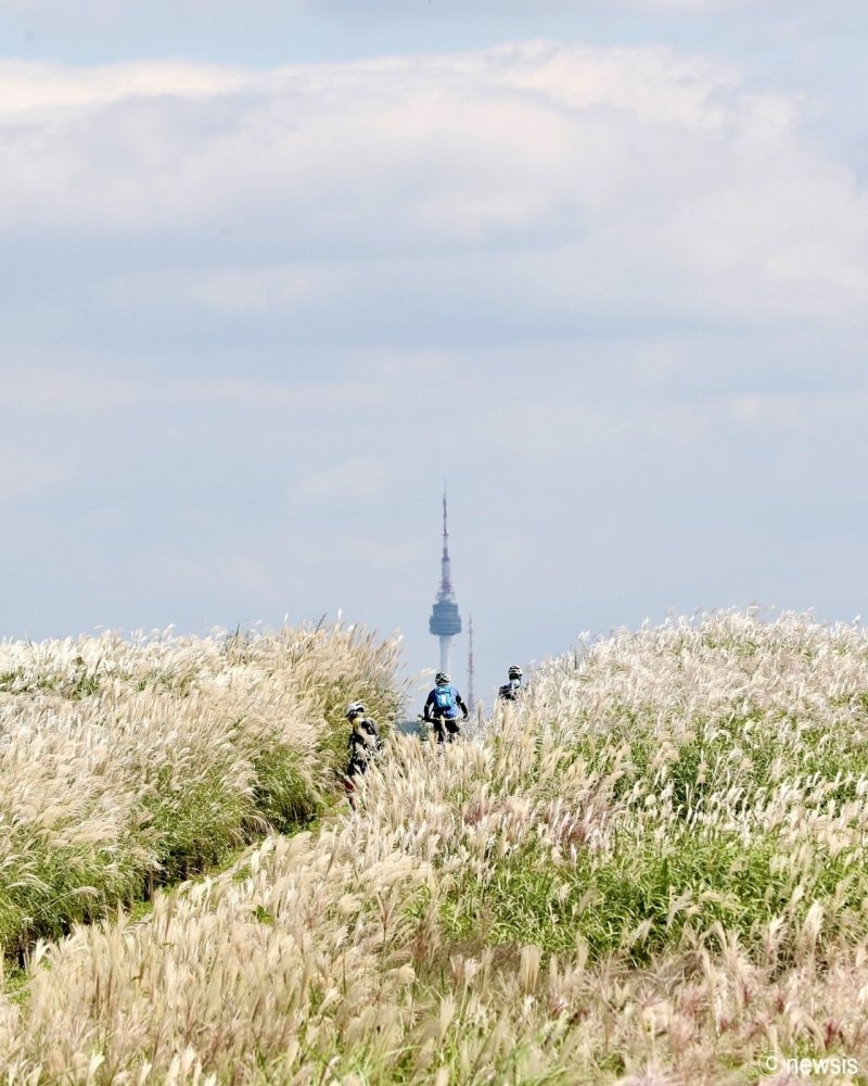 2024 서울 억새 축제