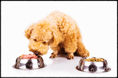 반려견 사료먹는사진