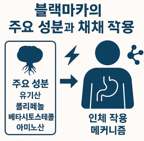 블랙마카의 주요 성분과 인체에 미치는 작용 관련 사진