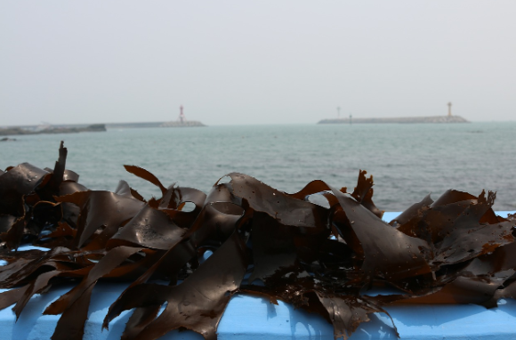 [다시마] 다시마, 이것만은 알고 드세요👉 놀라운 효능부터 반드시 알아야 할 부작용까지 완벽 정리!