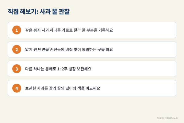 사과 속 꿀은 왜 유리처럼 투명할까? 빛을 막던 공기 틈이 소르비톨 물로 채워지는 원리와 꿀사과 보관법