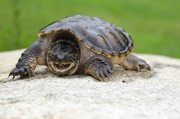 악어거북 키우기: 위험한 반려동물의 관리법과 특징