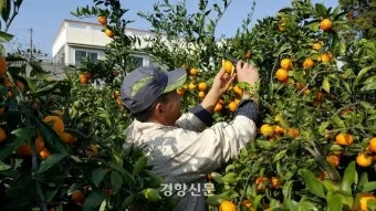 레드향 재배 착과 조절 잎 관리 하우스 온도_6