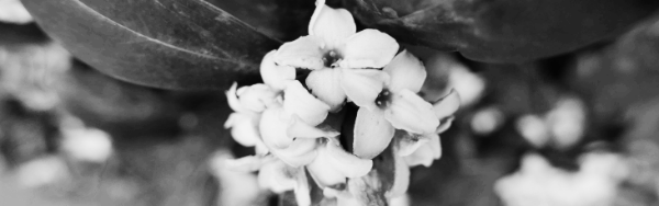 천리향 꽃피는 시기 (이른 경우): 1월