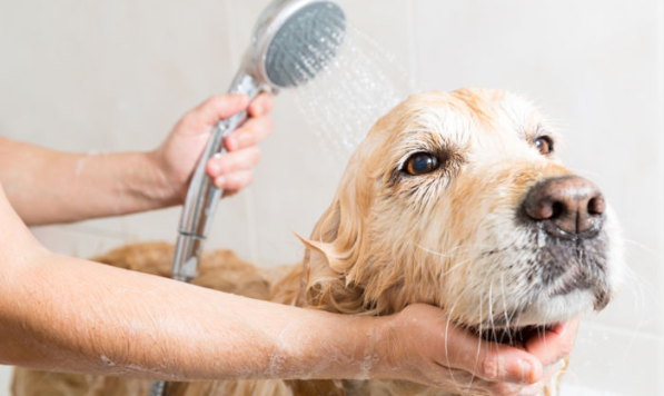 샤워하는 개