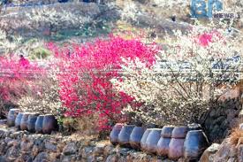 3월 국내 축제 일정