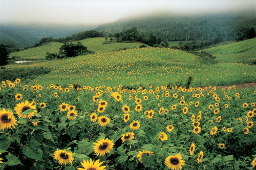 7월 축제 태백 해바라기축제