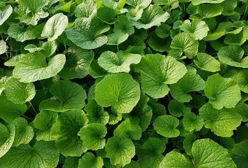 와사비잎추출물 효과