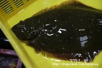 서천 광어 도미 축제에서 제철 맛 체험 완벽 여행 가이드_23