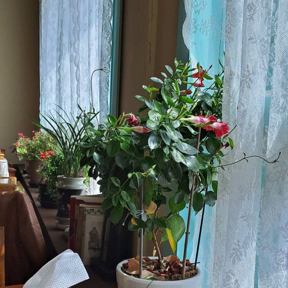 가게 안에 화분이 있습니다.