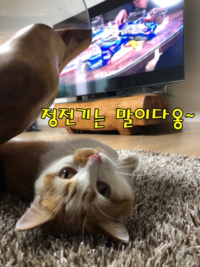 먼치킨고양이