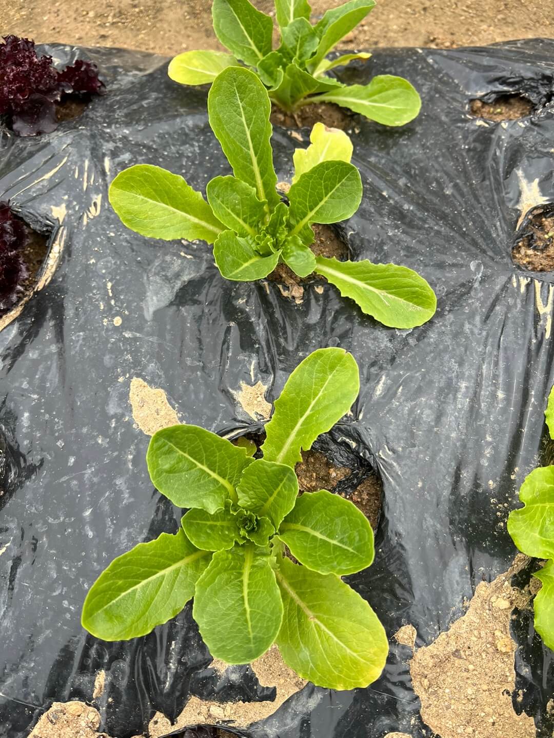 모종 파종한 쌈채소