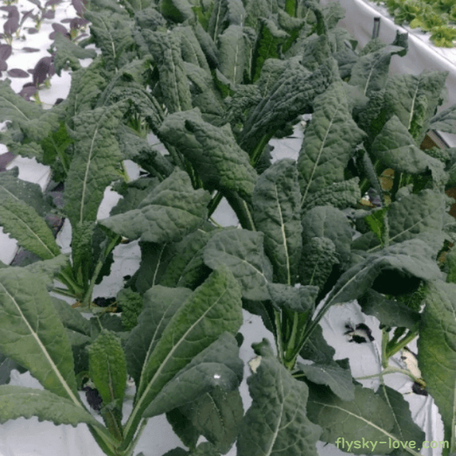 고급 특수 채소 뉴그린