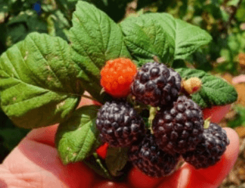 2025 고창 복분자와 수박축제 일정&amp;#44; 프로그램&amp;#44; 날짜