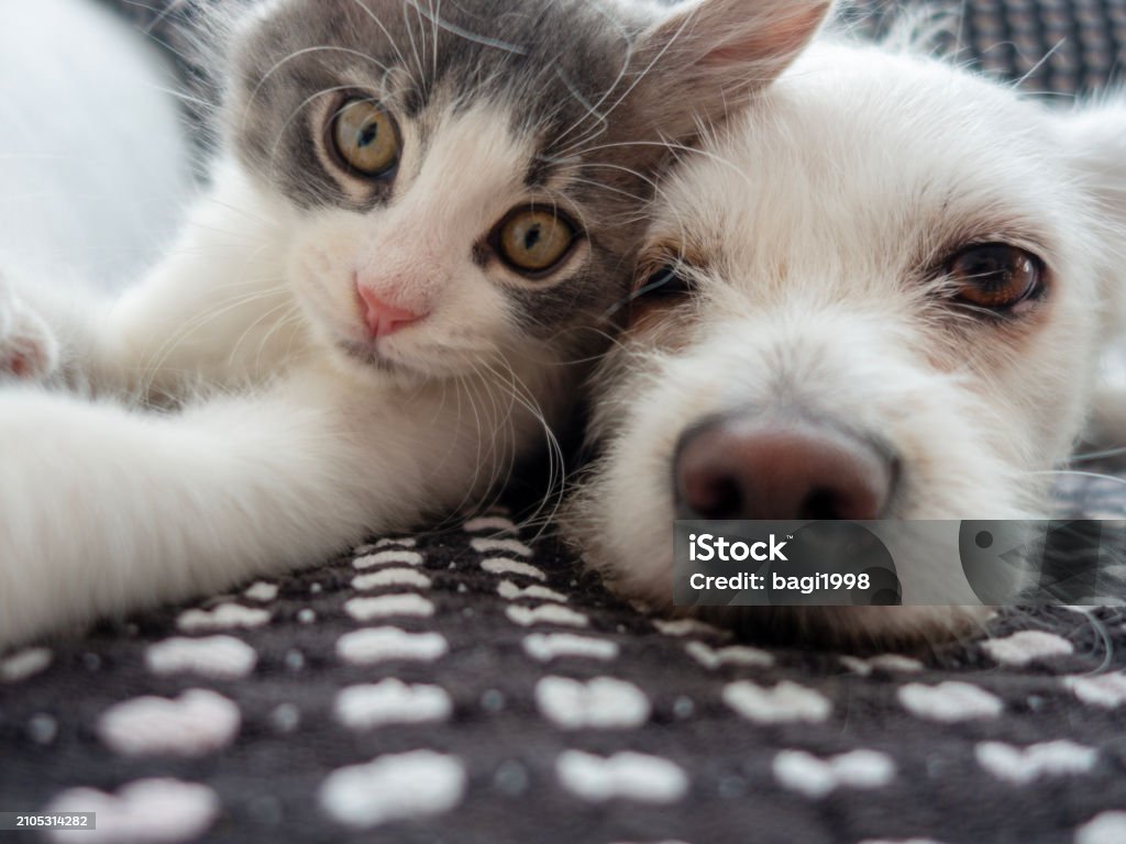 사춘기 아이들에게 "감정적 해소구" 펫 테라피: 반려동물로 치유되는 신체와 마음