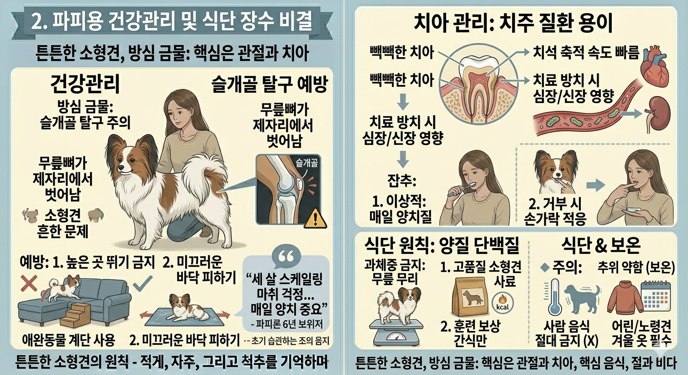 파피용 건강관리 및 식단