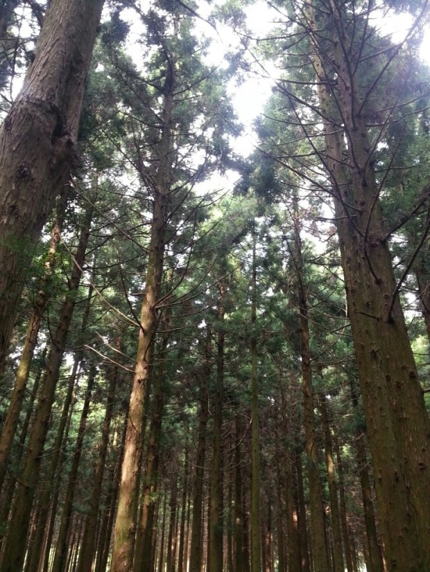 사려니숲길의 빛 내림 장소