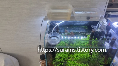 구피 꼬리마름병 갈라짐 네오테라 약욕 사용법 후기