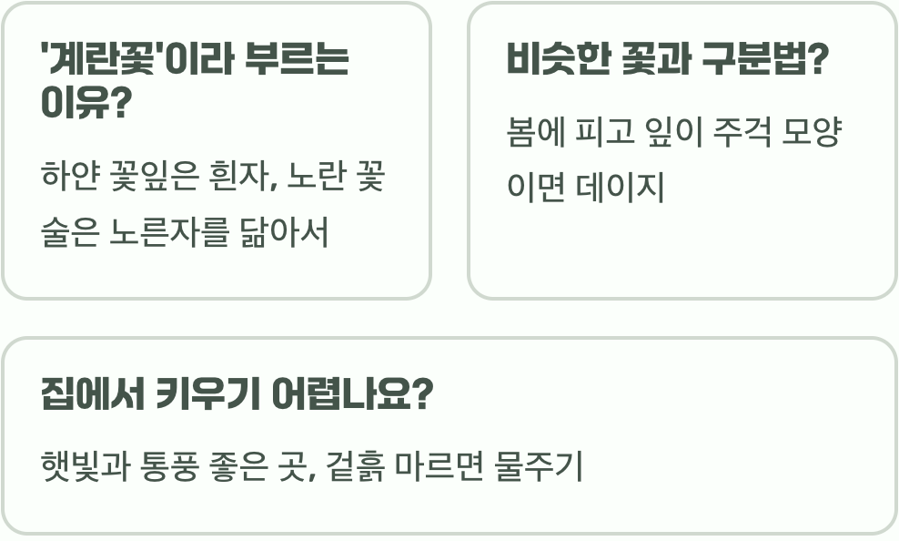 데이지 꽃말과 색상별 숨겨진 의미