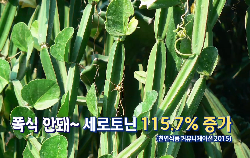 시서스 효능