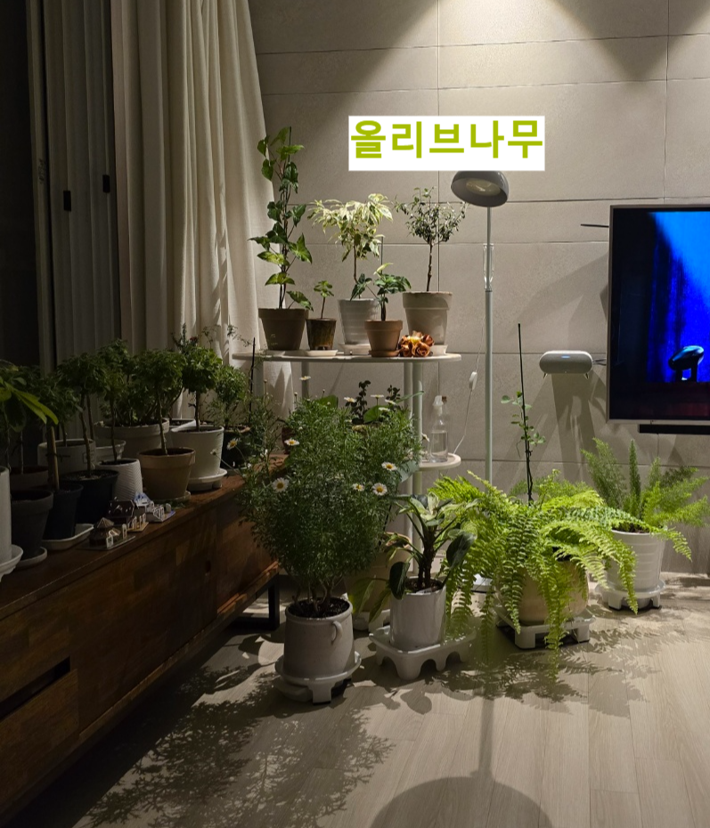 올리브나무를 계속 두고 키웠던 자리