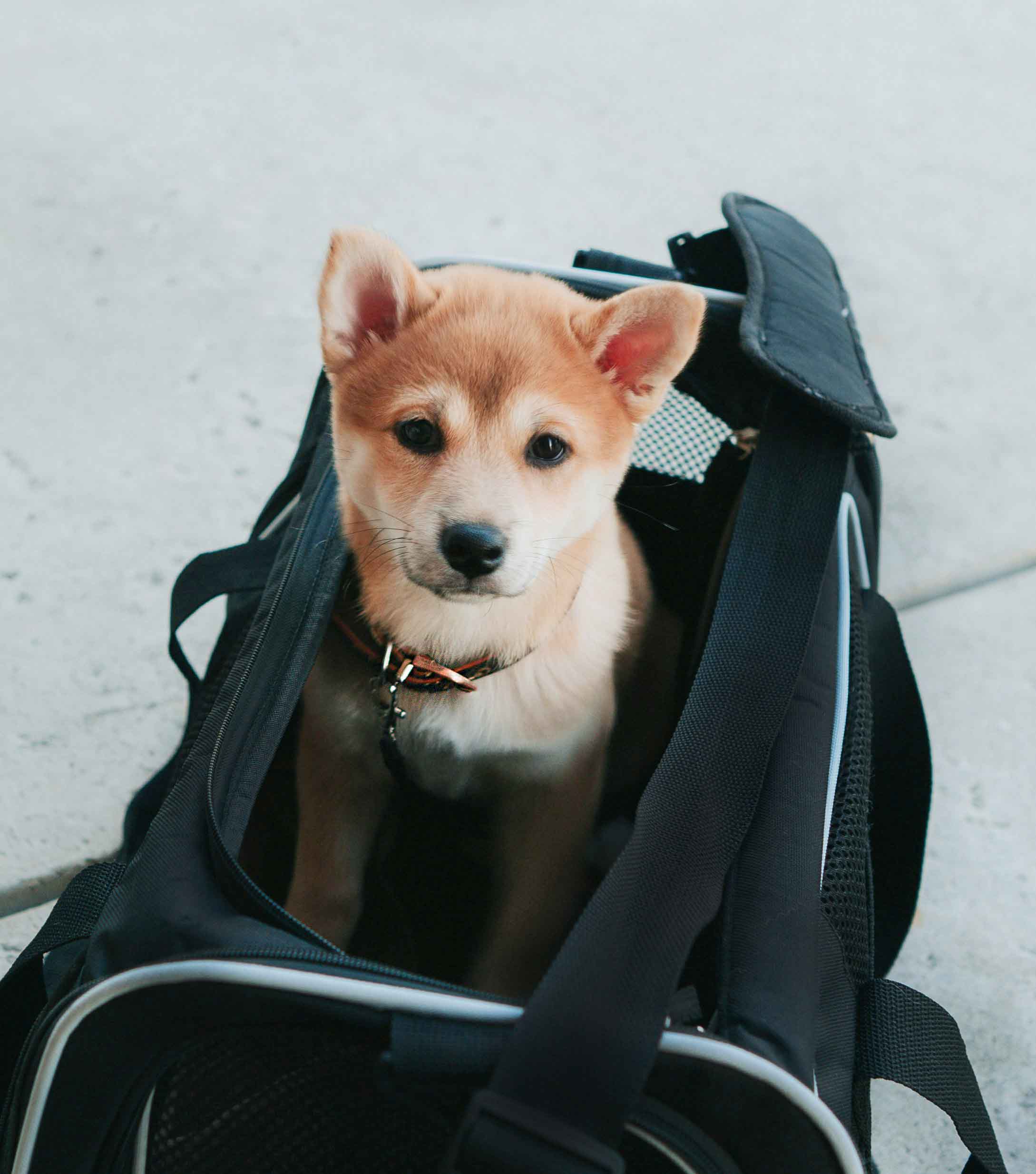 슬링백 안의 강아지