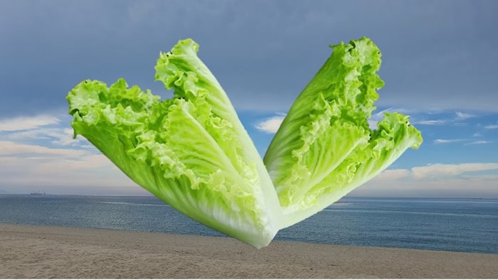 하트모양 상추