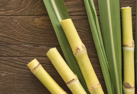 폴리코사놀 효능, 사탕수수가 중요한 이유, 나이가 들어 감에 따라 각종 질병에 노출되어 고혈압, 당뇨 등의 대사증후군을 일으키고 뇌심혈관질환으로 이어지게 됩니다.