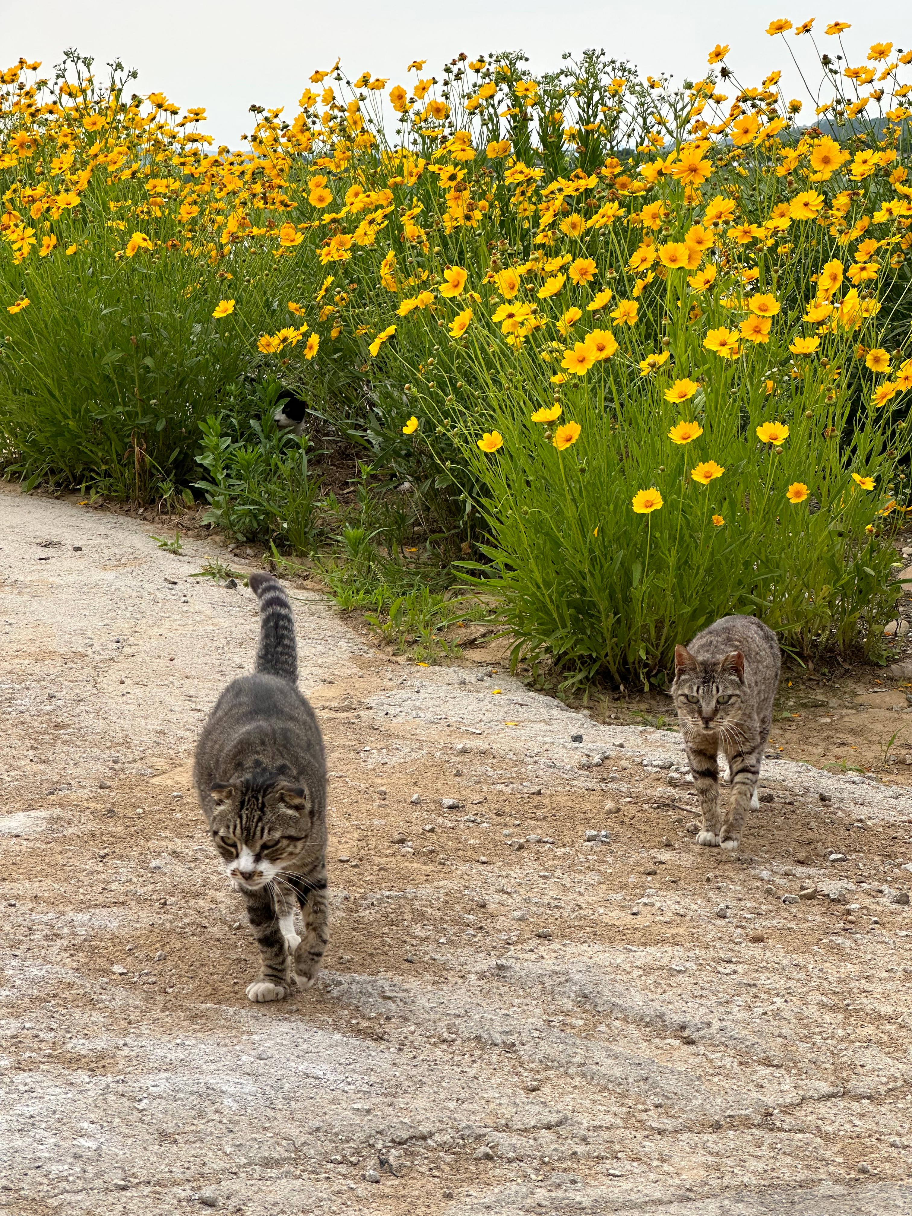 왕징면 산책길 고양이들